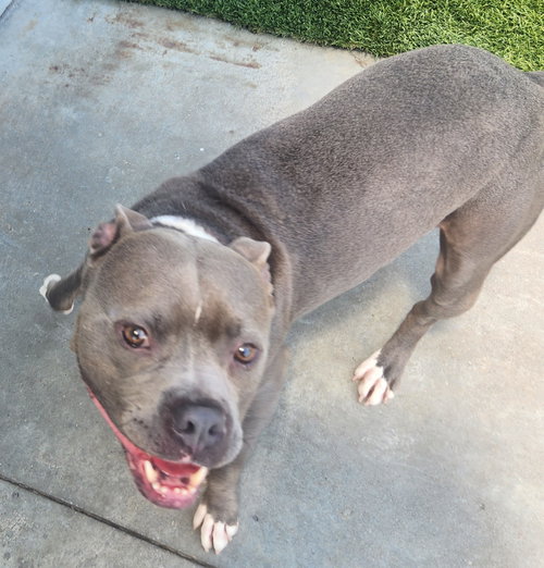 picture of the dog needing adoption