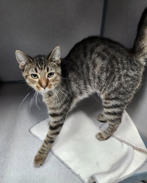 picture of the cat needing adoption