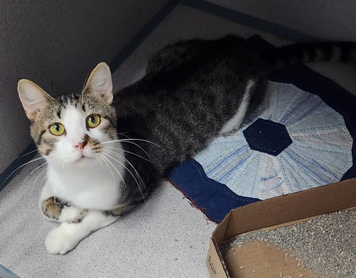 picture of the cat needing adoption
