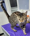 adoptable Cat in  named Meowth Vader