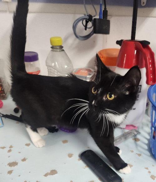 picture of the cat needing adoption
