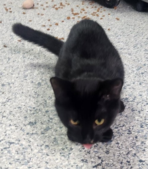 picture of the cat needing adoption