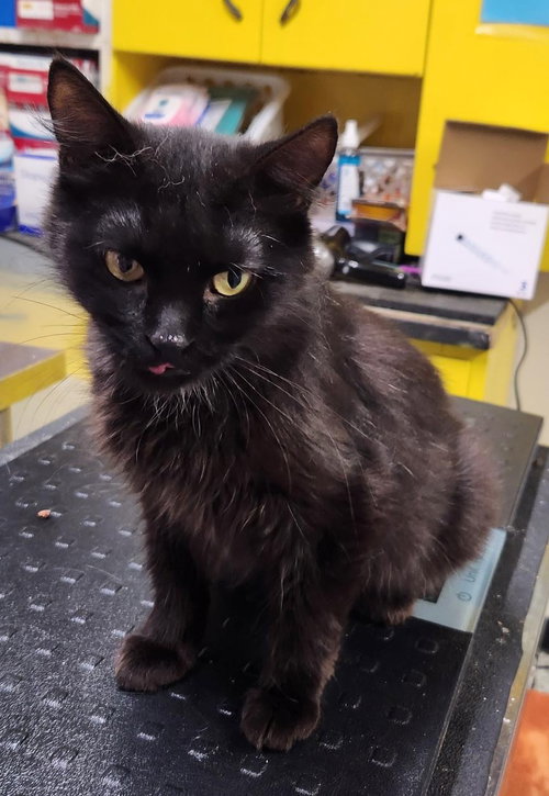 picture of the cat needing adoption