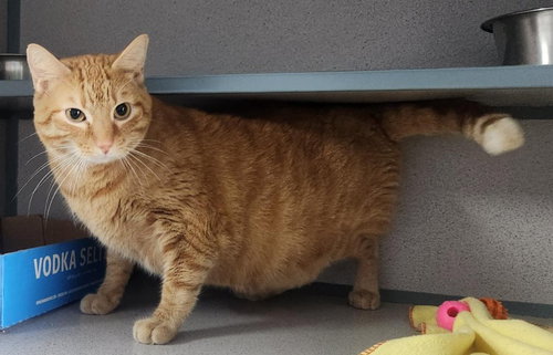 picture of the cat needing adoption