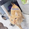 Simon - Photo 1