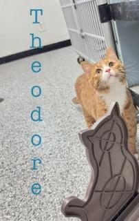 Theodore Image