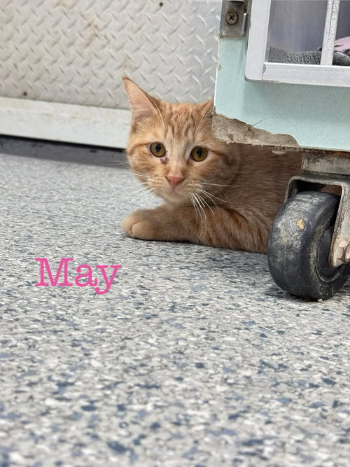 picture of the cat needing adoption