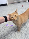 June Bug - Photo 1