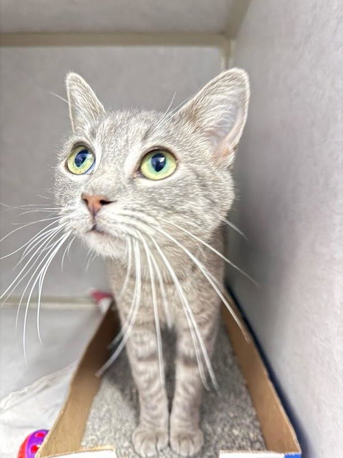 picture of the cat needing adoption
