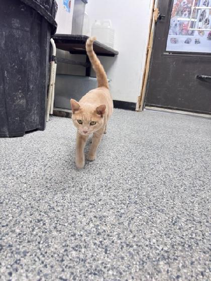 picture of the cat needing adoption