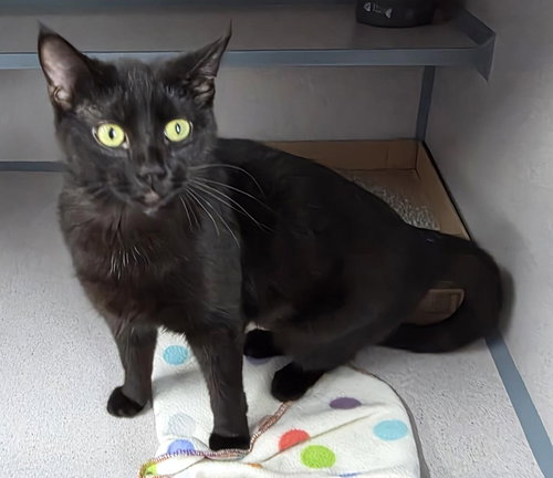 MAVIS - Domestic Medium Hair available for adoption