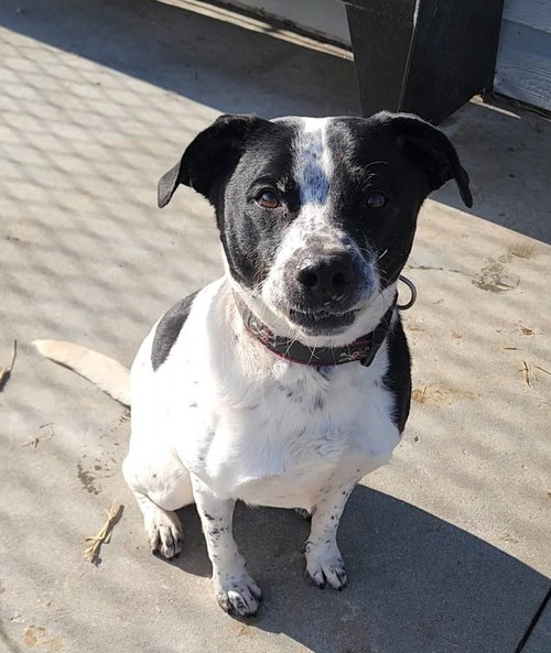 picture of the dog needing adoption