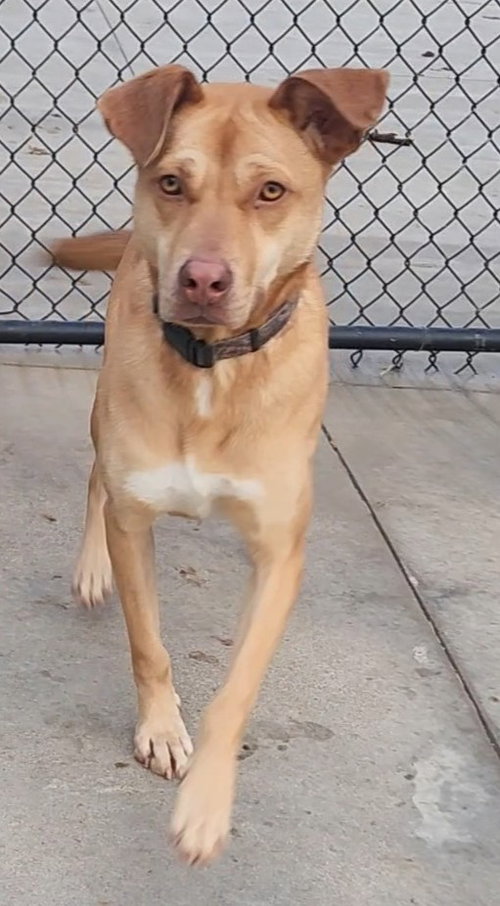 SPONGEBOB - Chocolate Labrador Retriever / German Shepherd Dog available for adoption