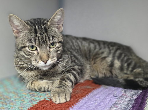 picture of the cat needing adoption
