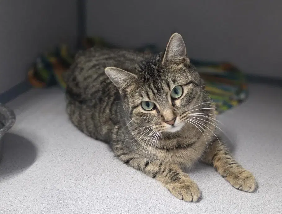 Martha - Tabby