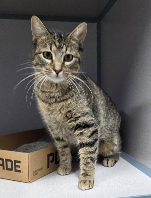 picture of the cat needing adoption