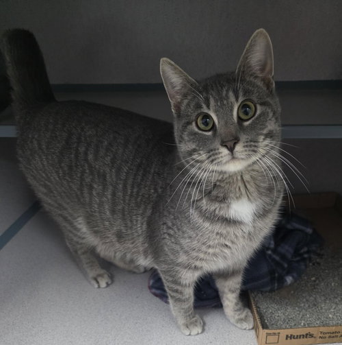 picture of the cat needing adoption
