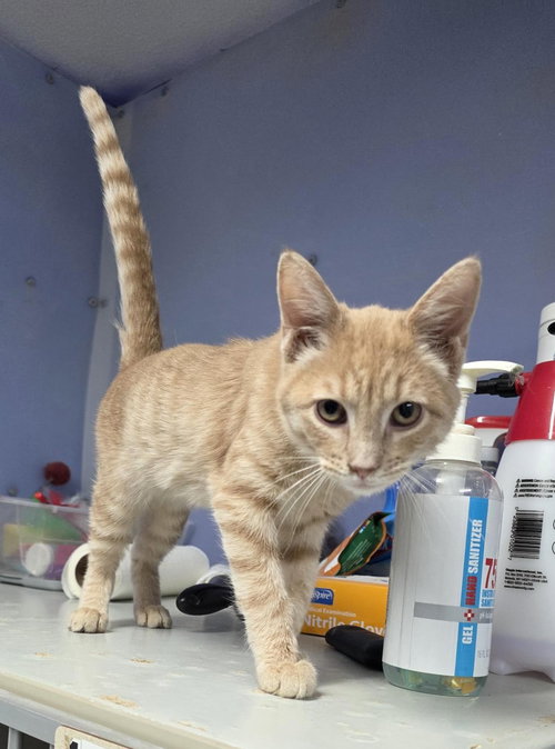 Logan, an adoptable Domestic Short Hair in Knoxville, IA