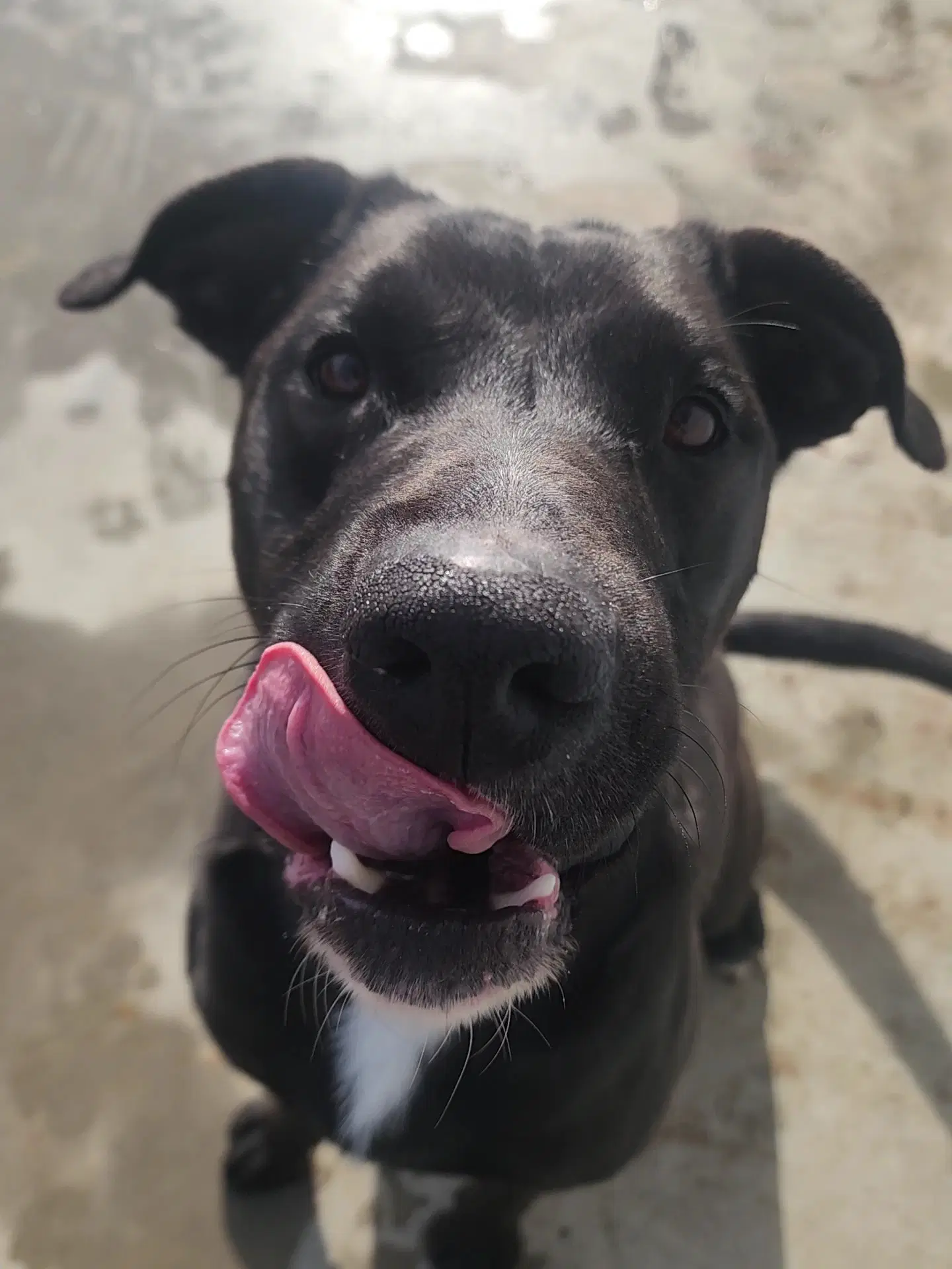 Timber - Labrador Retriever