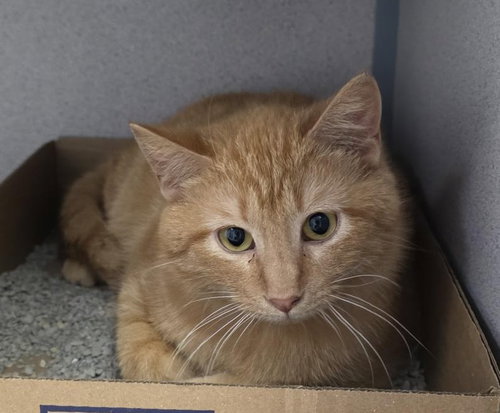 picture of the cat needing adoption