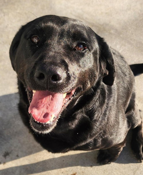 Reba, an adoptable Labrador Retriever in Knoxville, IA