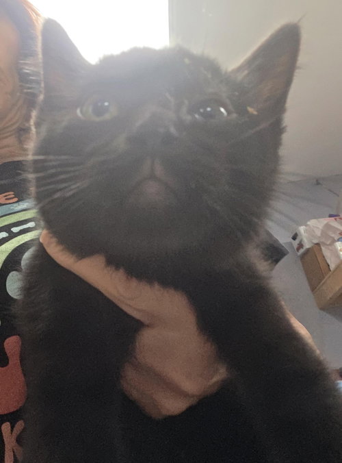 Onyx, an adoptable Domestic Short Hair in Knoxville, IA