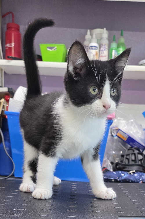 Truffle, an adoptable Domestic Short Hair in Knoxville, IA