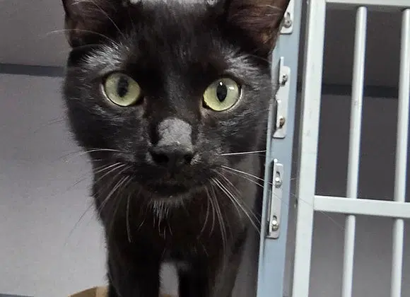 Tippy - Domestic Short Hair
