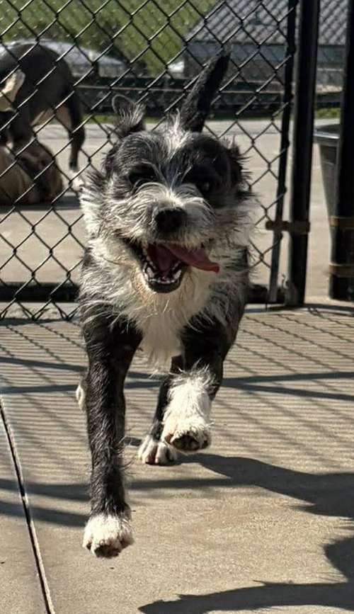 Brodie, an adoptable Schnauzer in Knoxville, IA