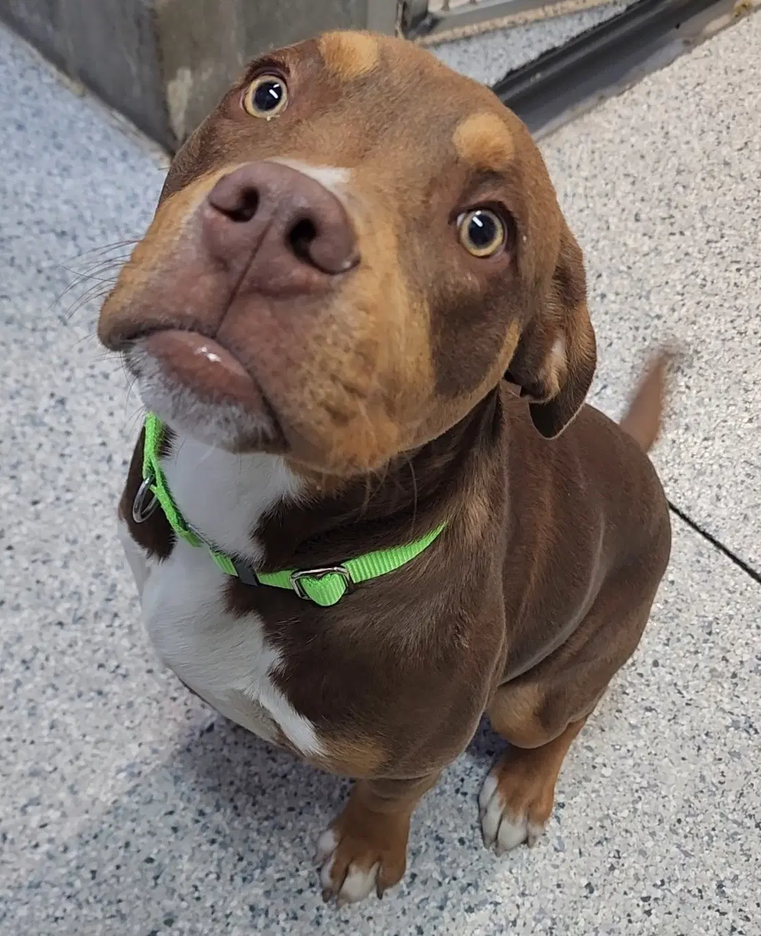 Yogi - Pit Bull Terrier