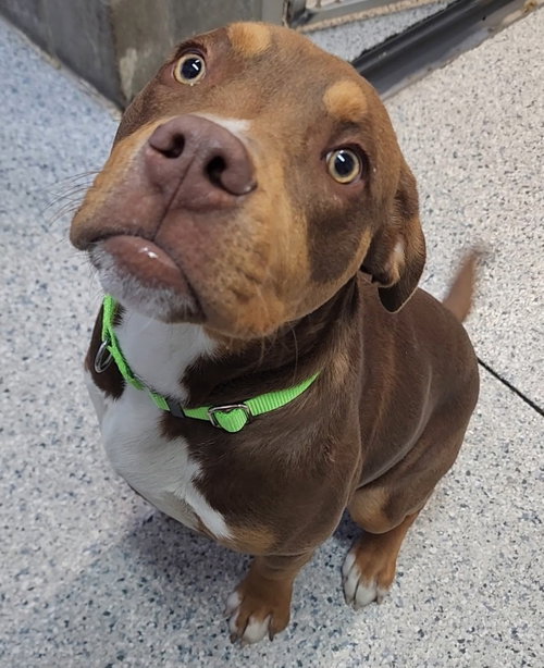 picture of the dog needing adoption