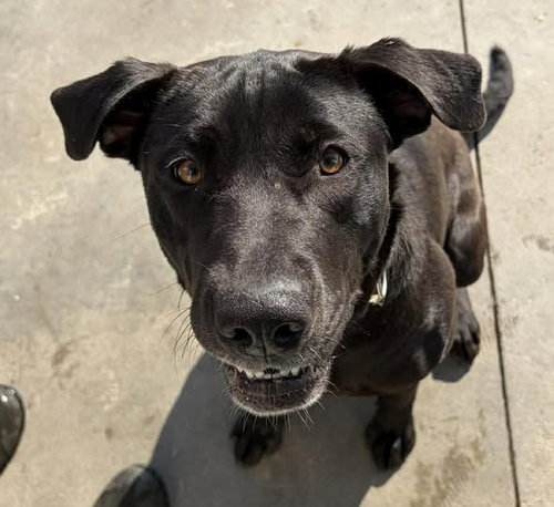 Eve, an adoptable Labrador Retriever in Knoxville, IA