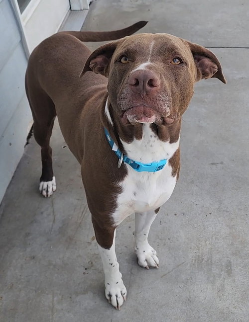 picture of the dog needing adoption