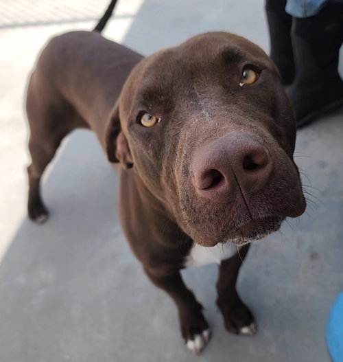 Stryker, an adoptable Chocolate Labrador Retriever in Knoxville, IA