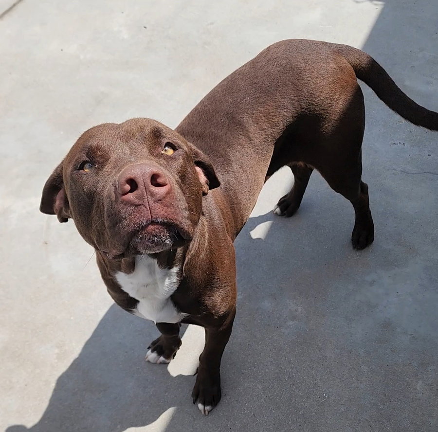 Stryker
