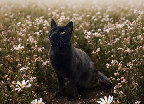 Anise