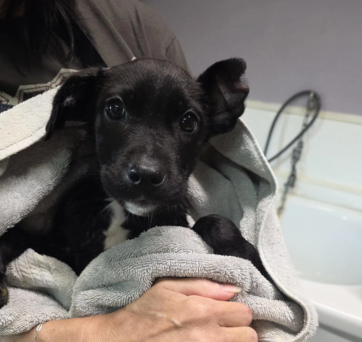 Kuzco - Terrier