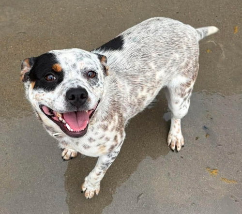 Etta, an adoptable Border Collie in Knoxville, IA