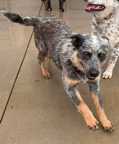 Odetta, an adoptable Australian Cattle Dog in Knoxville, IA