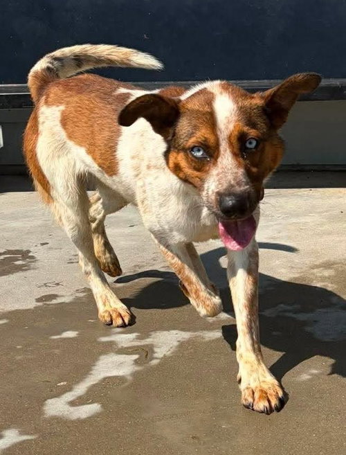 picture of the dog needing adoption