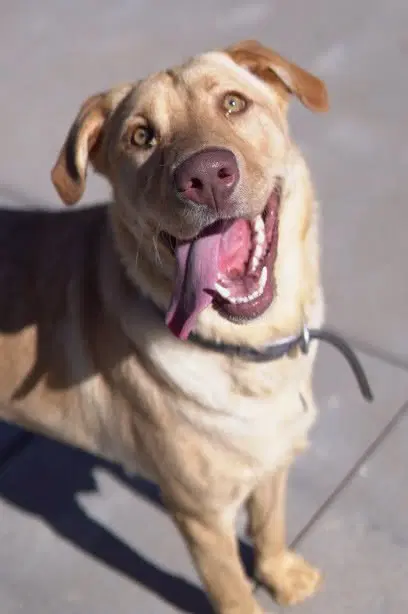 Murphy - Yellow Labrador Retriever