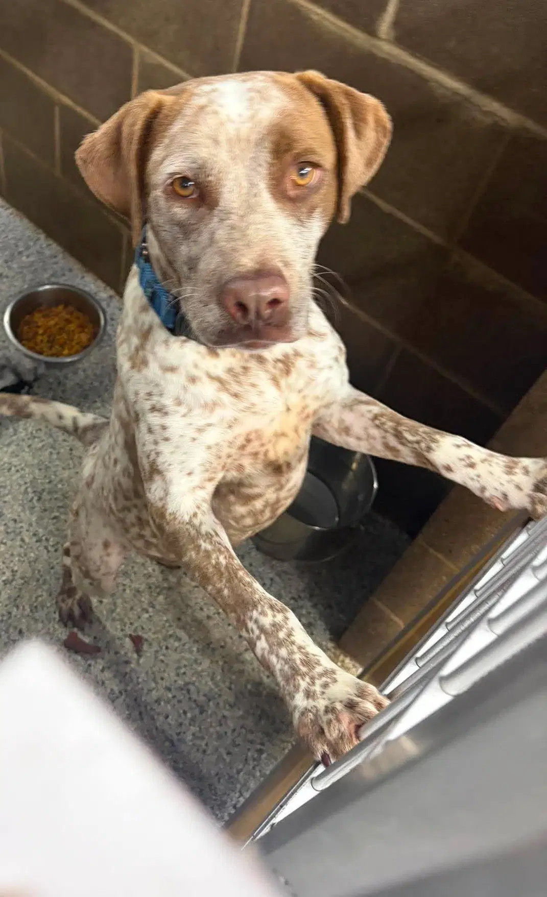 Rose - Australian Cattle Dog/Blue Heeler