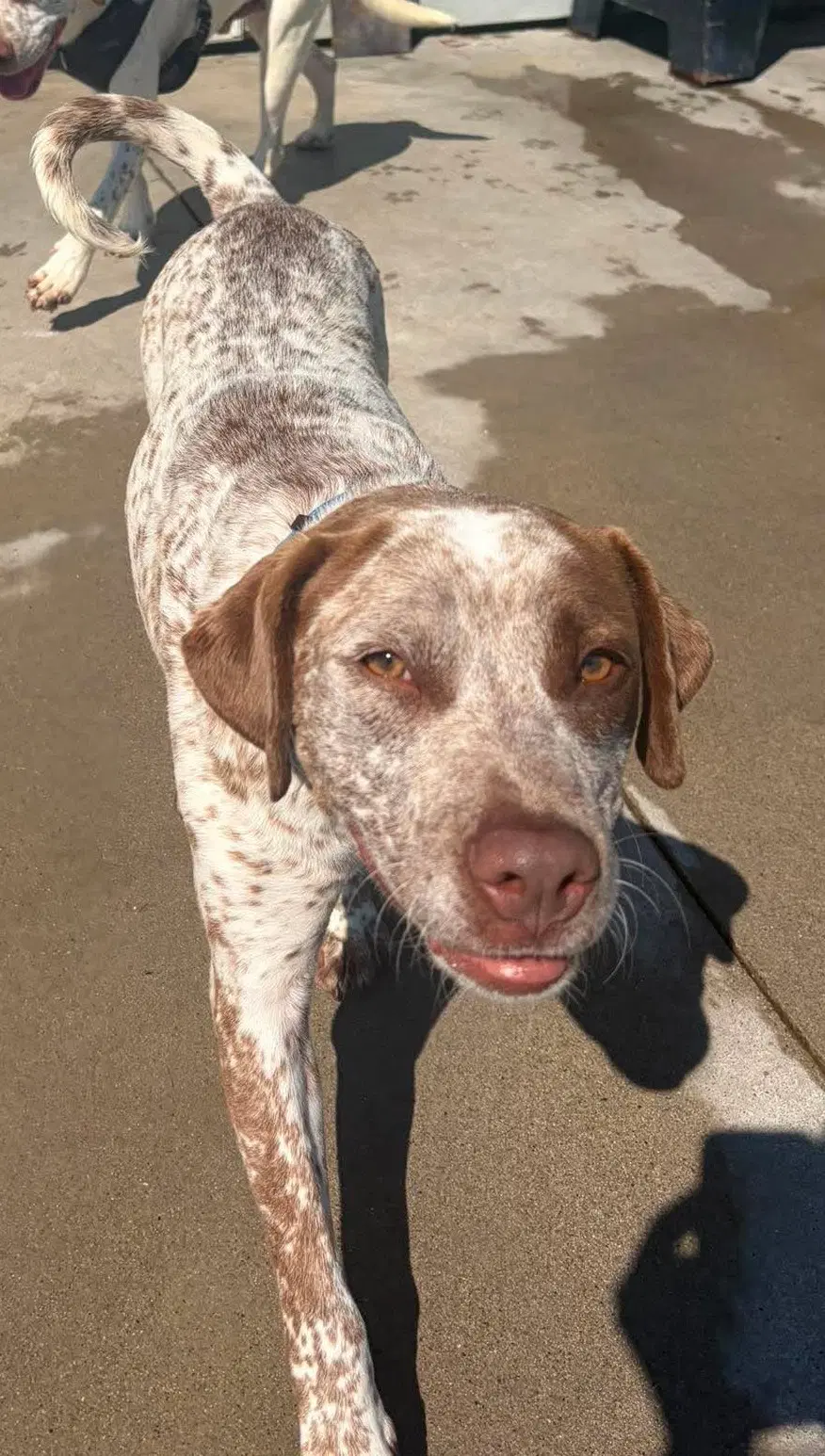 Russell - Australian Cattle Dog/Blue Heeler