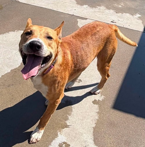 picture of the dog needing adoption