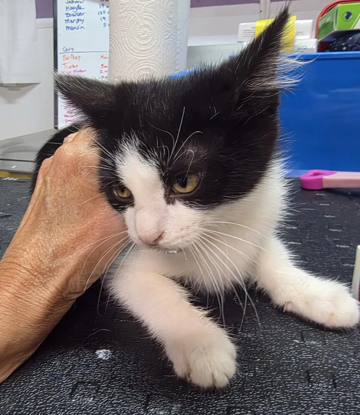 Dexter - Domestic Short Hair