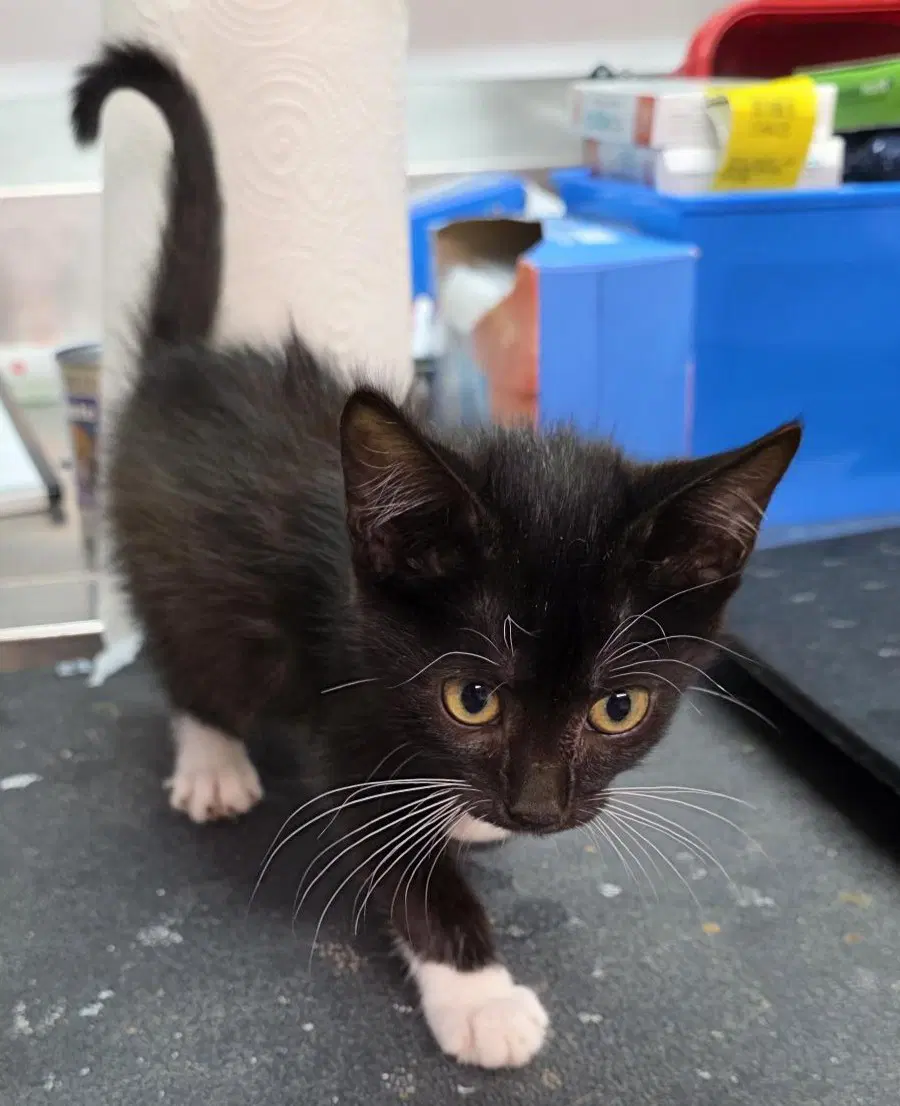 Mae - Domestic Short Hair