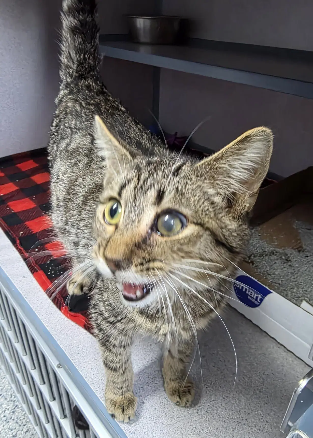 George - Tabby