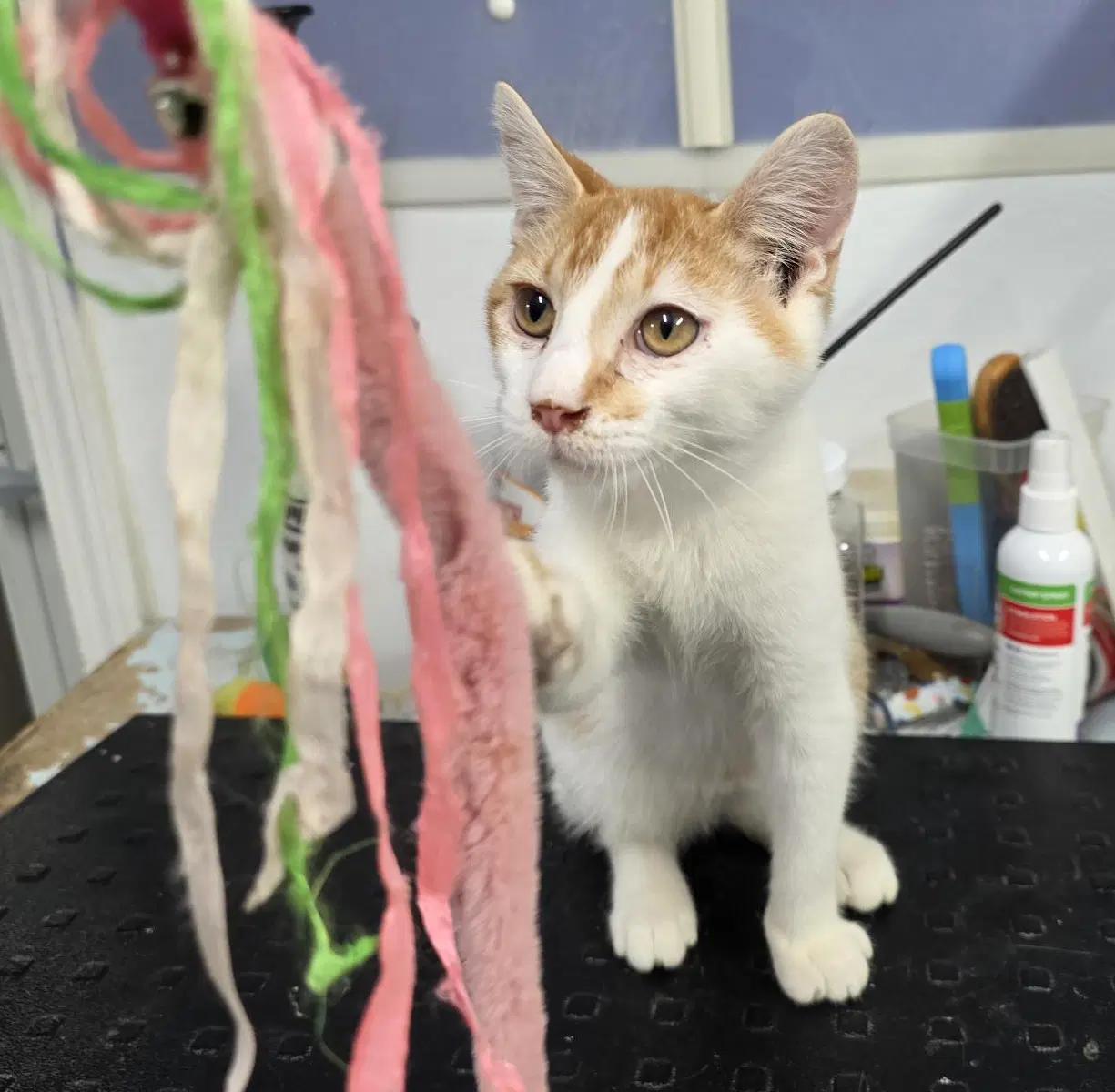 Shim - Domestic Short Hair