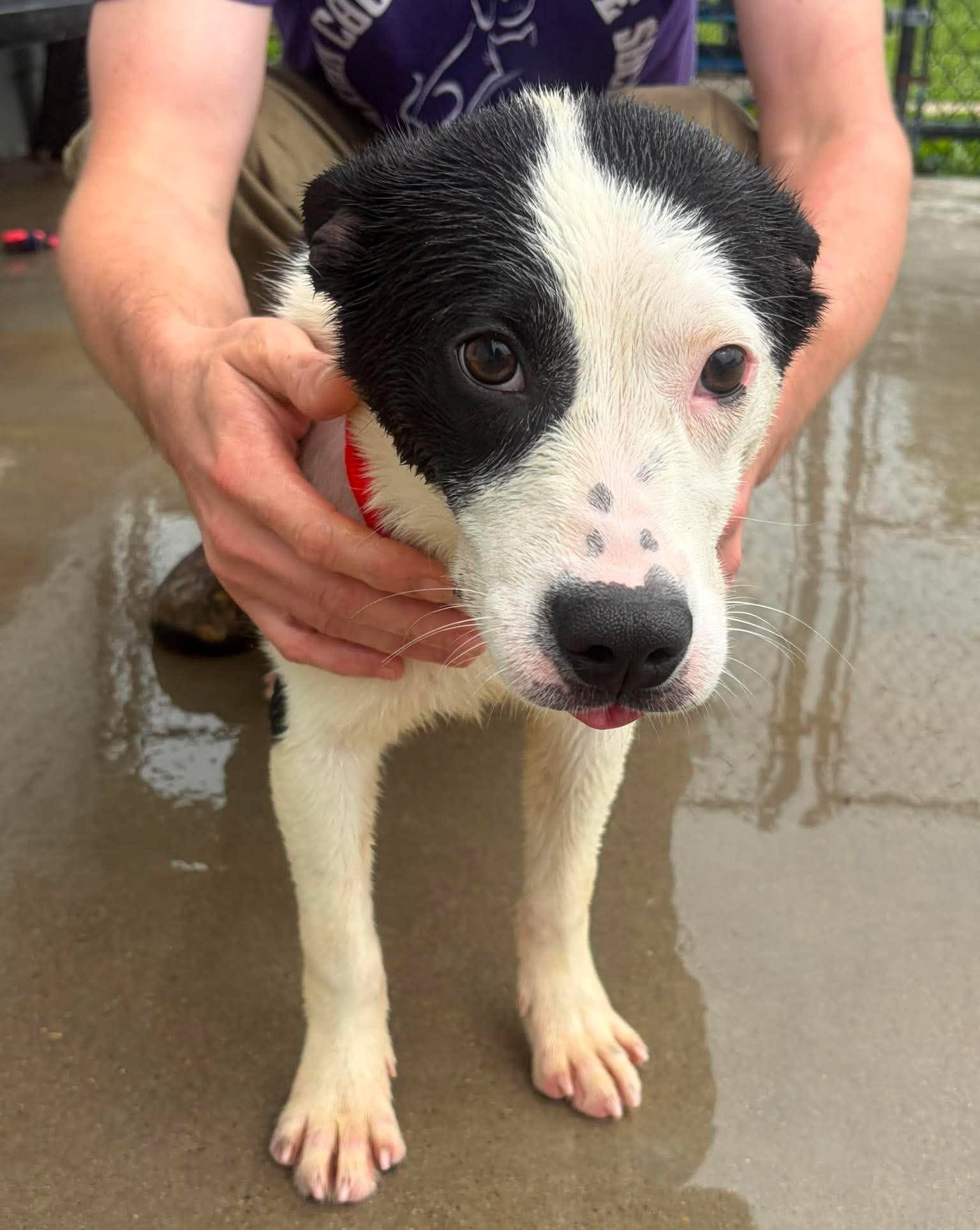 Stitch, Terrier