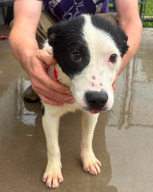 picture of the dog needing adoption